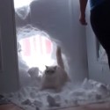 Hungry Cat Jumps Through Snowbank To Get To Food [VIDEO]