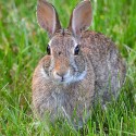 Mama Rabbit Fights Off Snake To Defend Her Babies [VIDEO]