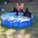 Family of Bears Cool Off In Pool In Rockaway Township – ‘TOO CUTE!’ [VIDEO]