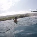 Dolphin Shows Off And Does Triple Barrel Roll [VIDEO]