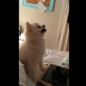 Pomeranian Puppy Sneeze Is Absolutely Ridiculous and ‘TOO CUTE!’ [VIDEO]