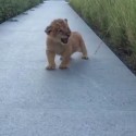 Lion’s Tiny Roar Is ‘TOO CUTE!’ For Tuesday [VIDEO]