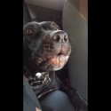 Dog Sings Along To Adele’s ‘Hello’ And It’s ‘TOO CUTE! For Tuesday’ [VIDEO]