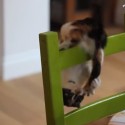 Kittens Who Haven’t Learned To ‘Cat’ Yet Is TOO CUTE! For Tuesday [VIDEO]