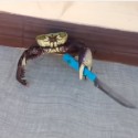 Gangsta Crab Will Cut You If You Mess With Him [VIDEO]