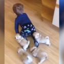 Baby Pugs Follow Baby Boy Around House And It’s ‘TOO CUTE!’ [VIDEO]