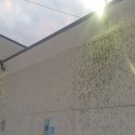 How To Get Rid Of The Mayflies