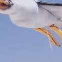 Nivea Creates Seagull That Poops Sunscreen On Kids [VIDEO]