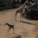 So Peoria: Do You Have The Name For The New Giraffe At The Zoo? [Video]