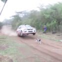 Dog On Road Gets Jumped Over By Rally Car [VIDEO]