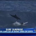 Dolphin Jumps Out Of Water Onto Surfer and His Surf Board [VIDEO]