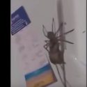 Giant Spider Catches A Mouse