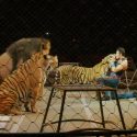 Ringling Bros. and Barnum & Bailey Final Performance [VIDEO]